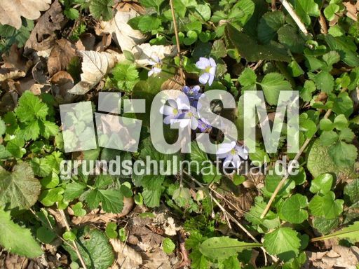 Leberblumen 1.jpg